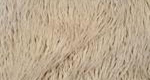 Latte Cream Alpaca
