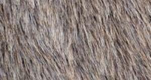 Wolf Teddy Bear