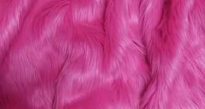 Fuchsia Shaggy