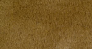 Caramel Beaver/Seal
