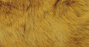 Amber Bunny Shag
