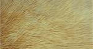 Camel Shaggy