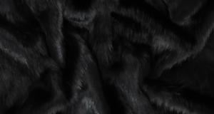 Black Arctic Fox