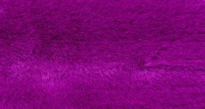 Grape Beaver/Seal