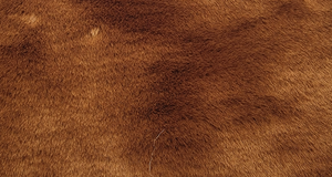 Brown Bear Beaver/Seal