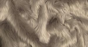 Oyster Shaggy