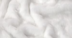 White Arctic Fox