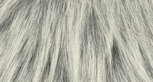 Frosted Silver Samoyed Husky