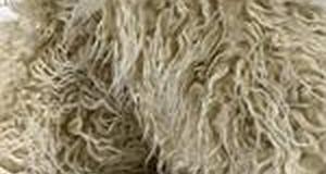 Ivory Curly Llama