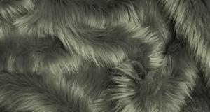 Gray Shaggy