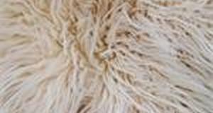 Latte Cream Mongolian Sheep