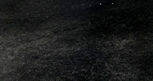 Black Beaver/Seal