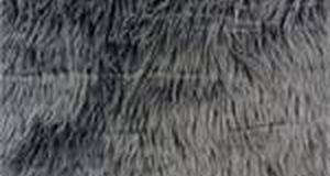 Grey Shaggy