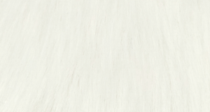 Ivory Samoyed Husky