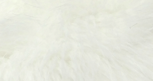 White Luxury Fox