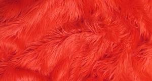 Red Mongolian