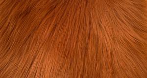 Amber Luxury Shag