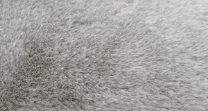 Silver Beaver/Seal