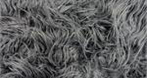 Grey Mongolian