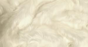 Ivory Shaggy