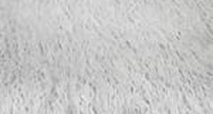 White Alpaca