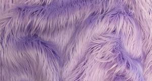Lavender Mongolian