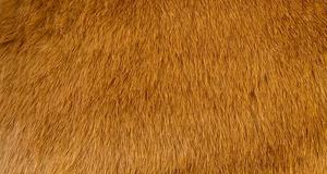 Saddle Tan Luxury Teddy