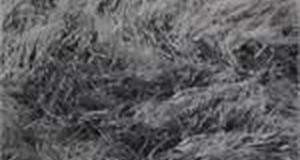 Gray Mongolian Sheep