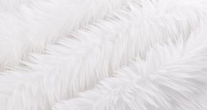 Dreamy White