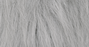Silver Samoyed Husky