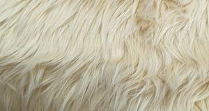 Punky Muppet Light Honey