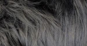 Punky Muppet Charcoal