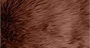 Chocolate Shaggy