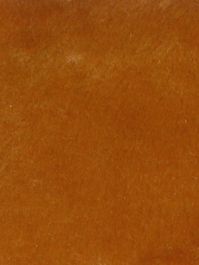Butterscotch Short Pile