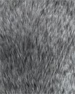 Gray Wolf