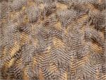 Feathered Brown