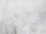 White Mongolian