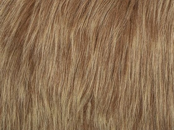Maine Coon