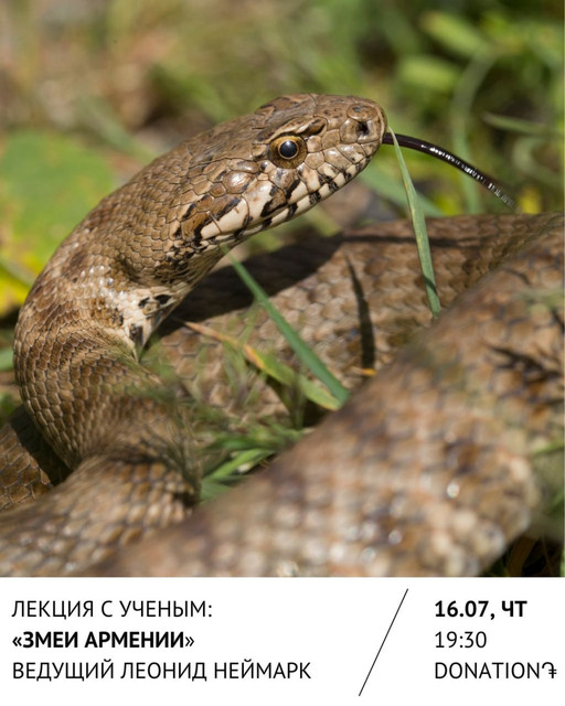 16/07 Лекция с ученым: Змеи Армении🐍