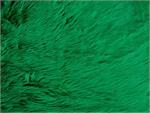 Kelly Green Shaggy