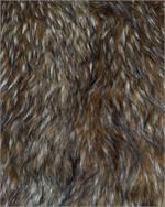 Wild Coyote