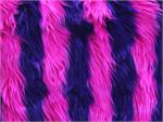 Purple Fuschia