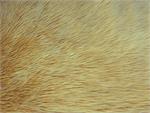 Camel Shaggy