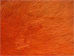 Orange Shaggy