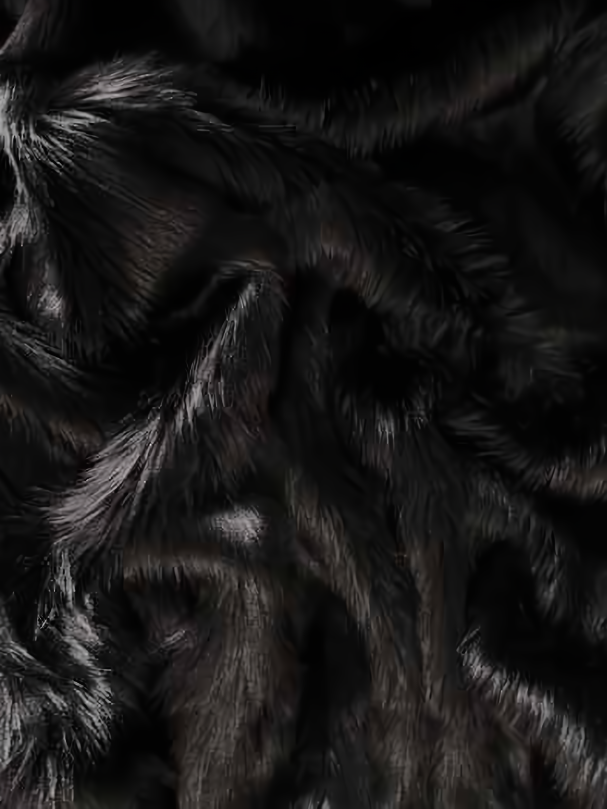 Black Shaggy
