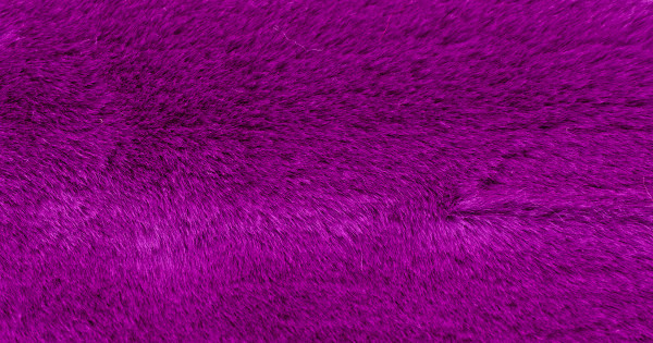 Grape Beaver/Seal