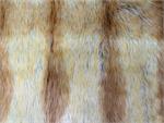 Elegent Fox