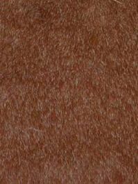 Chocolate Cubby Bear Short