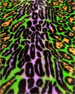 Black, Orange, Lime, Purple