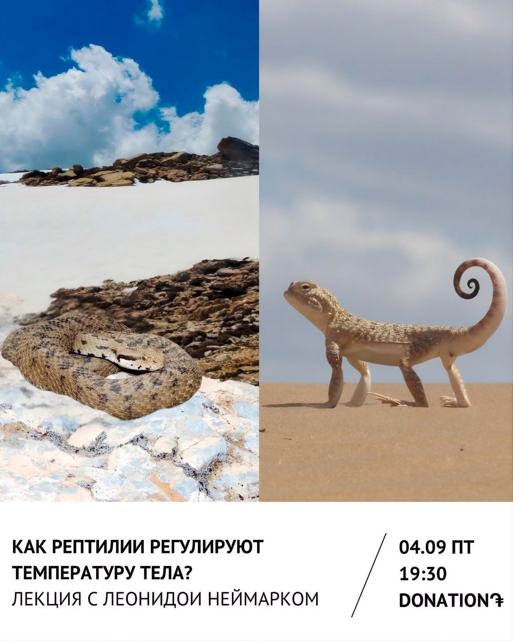Лекция с ученым: Как рептилии регулируют температуру тела?🐍